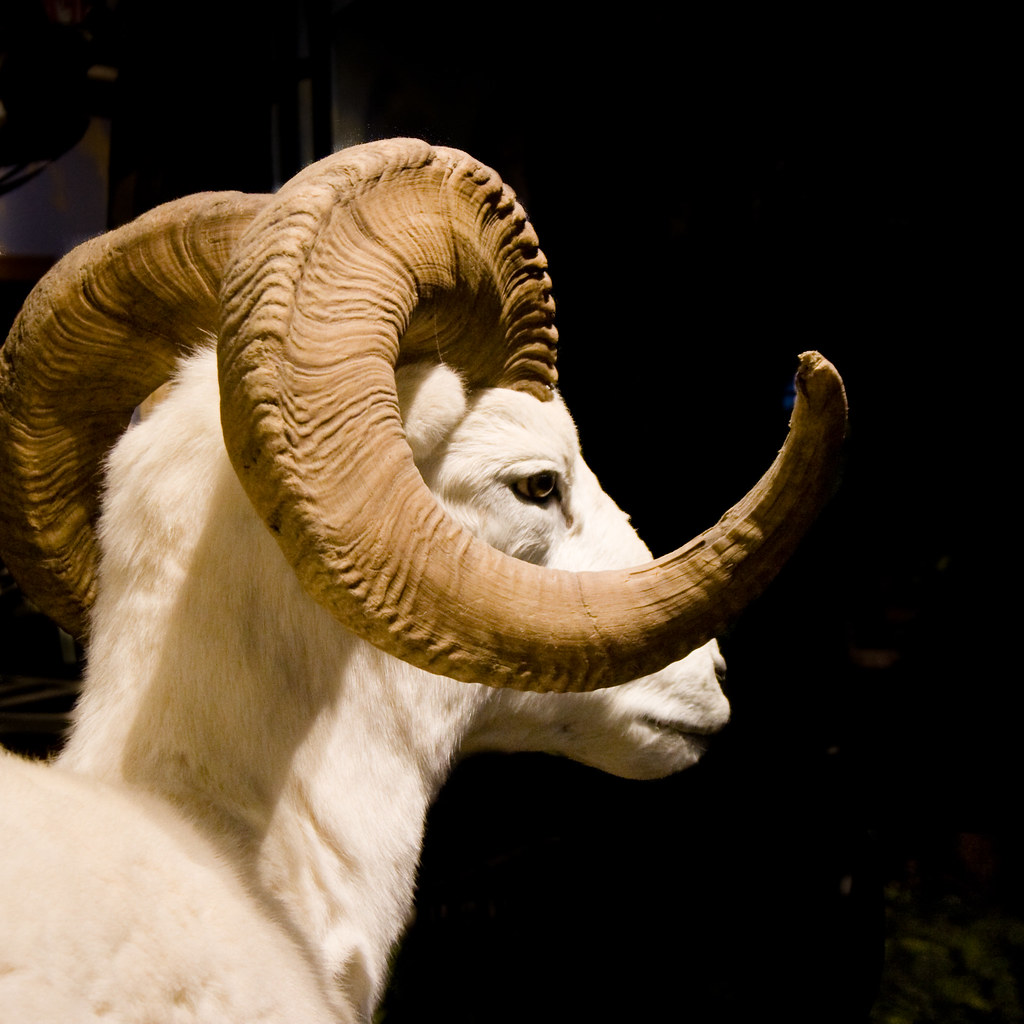 Ram's Horn, Ram's Head