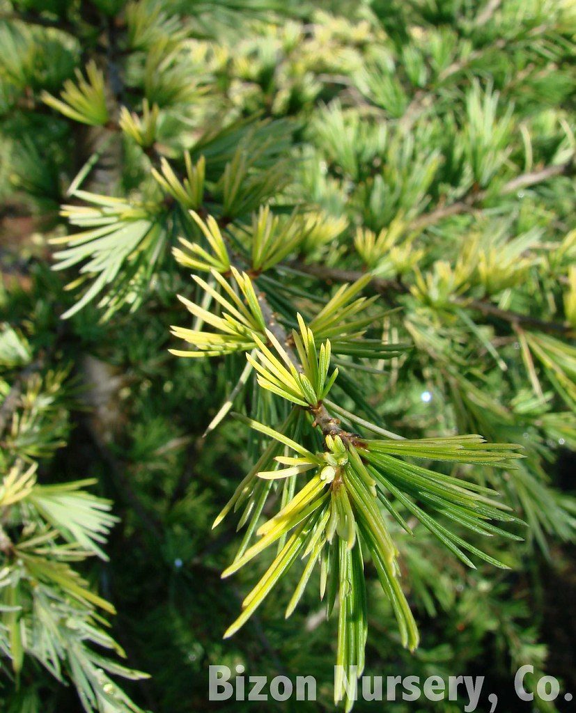 Cedrus deodara 'Gold Cone'5