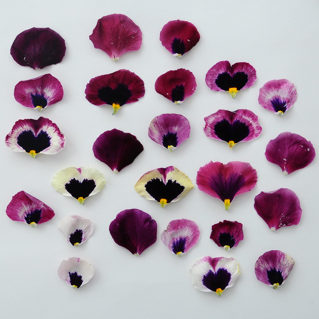 Pansy Petals