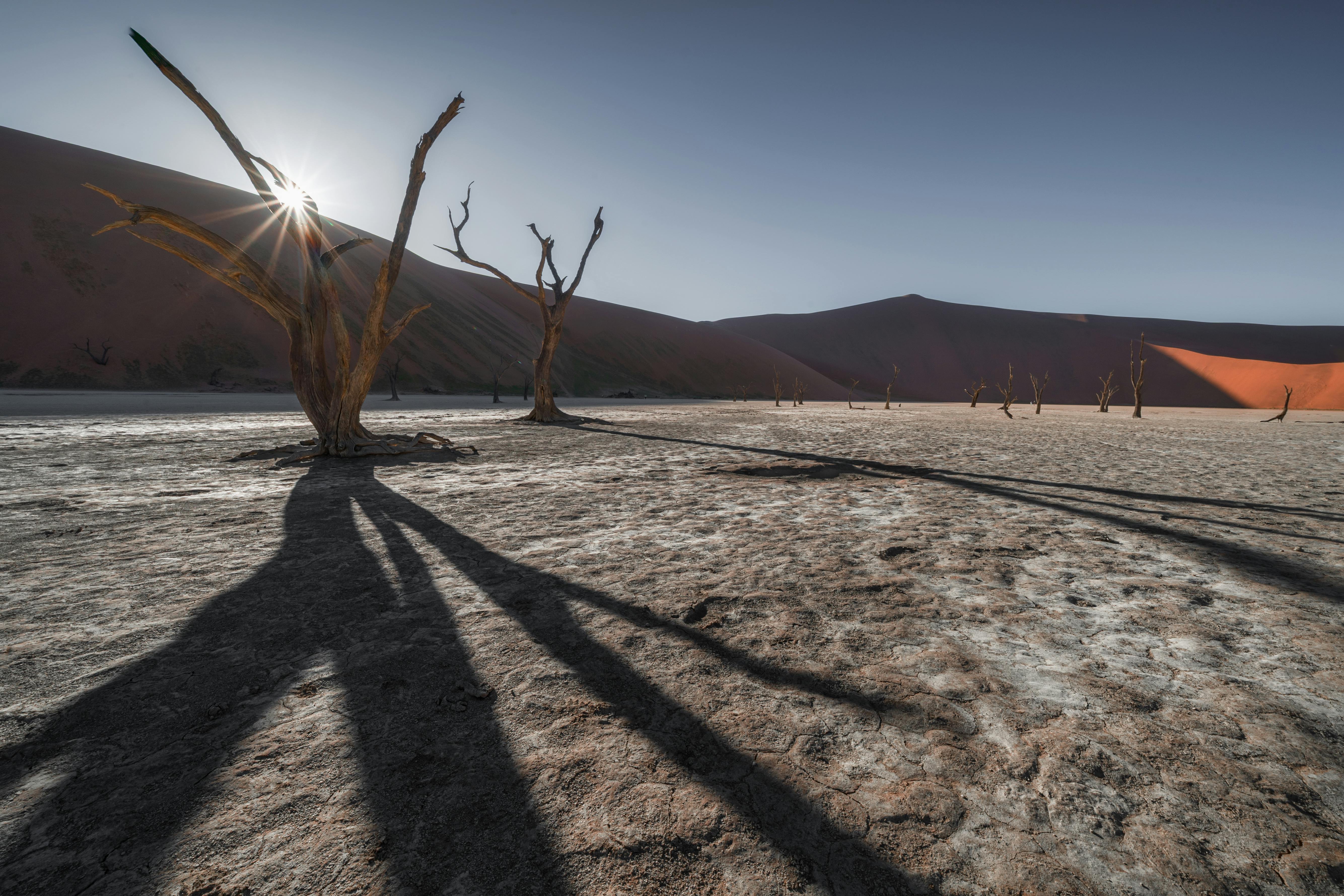 Dramatic landscape of Dead Vlei, Namibia, with sunlit dead trees casting long shadows.
