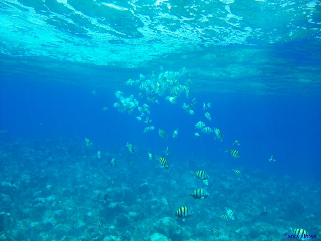 Underwater Spiraling (Fish)