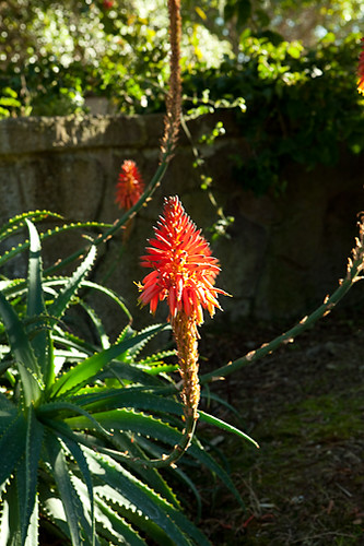 Firey Cone - 019/365