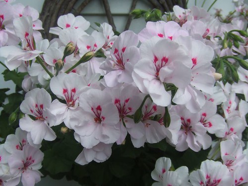 Trailing Geranium (Pelargonium)