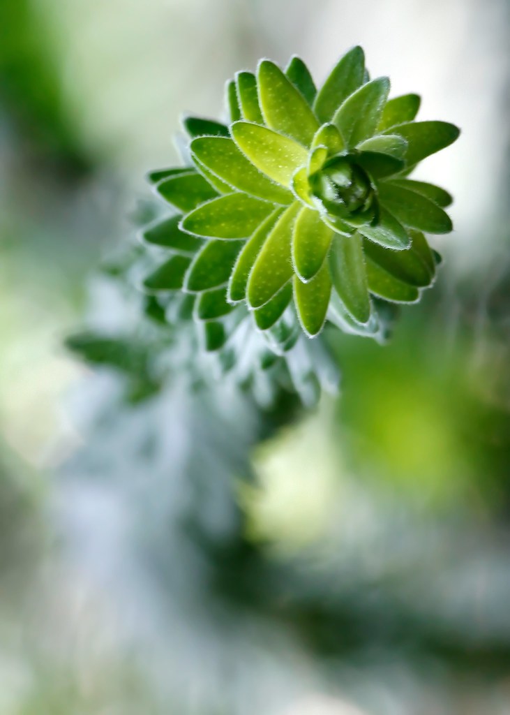 Green curl