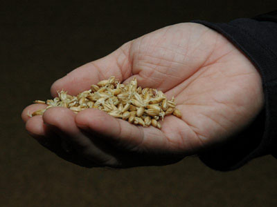 WhiskyMaking Kilned BarleyMalt