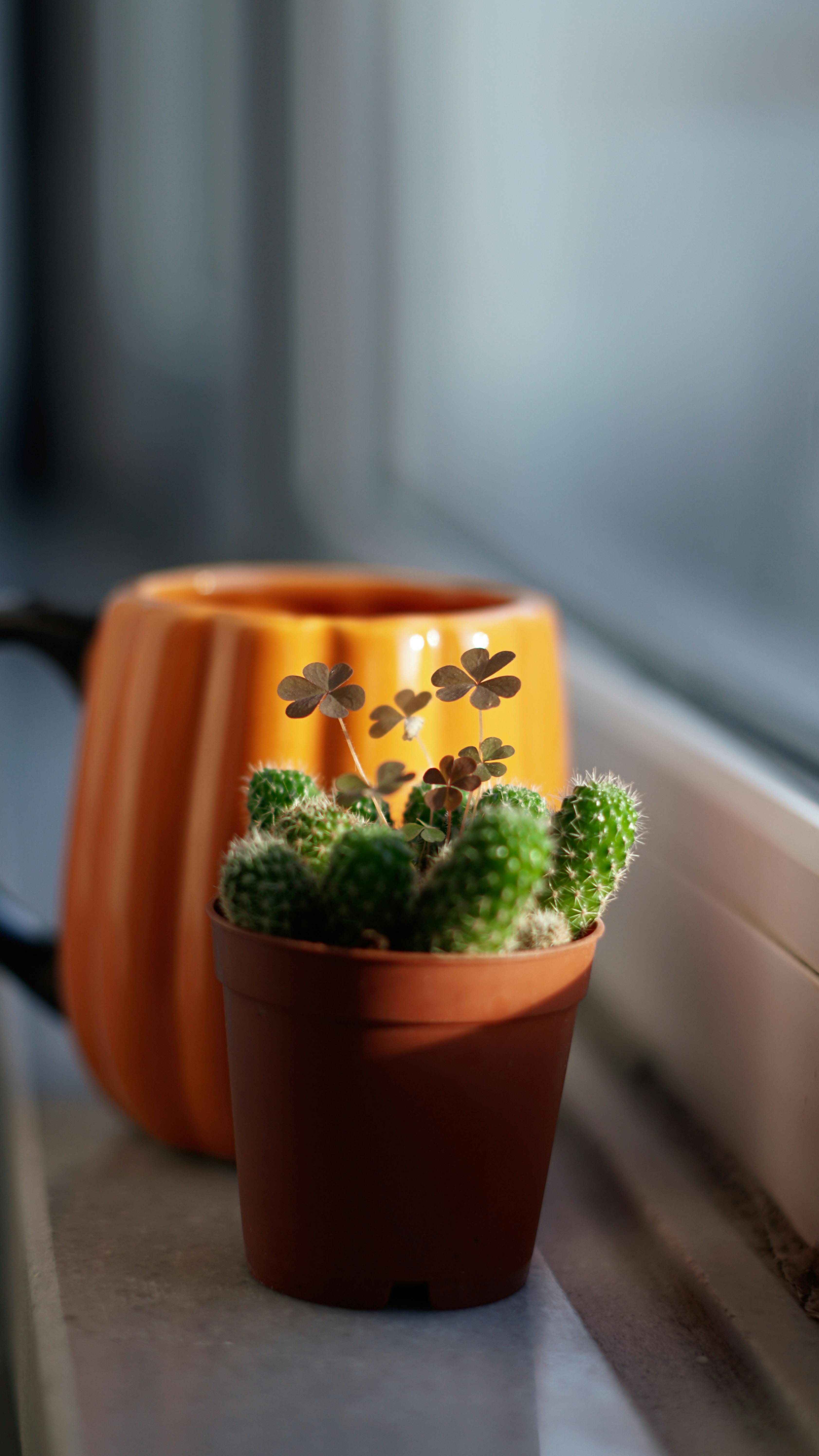 Bright indoor setting with small cactus in pot and orange mug on a windowsill.
