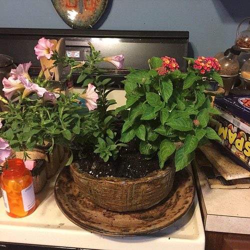 A pottery planter I made for the porch. I am really good at killing potted ants, but I keep trying.