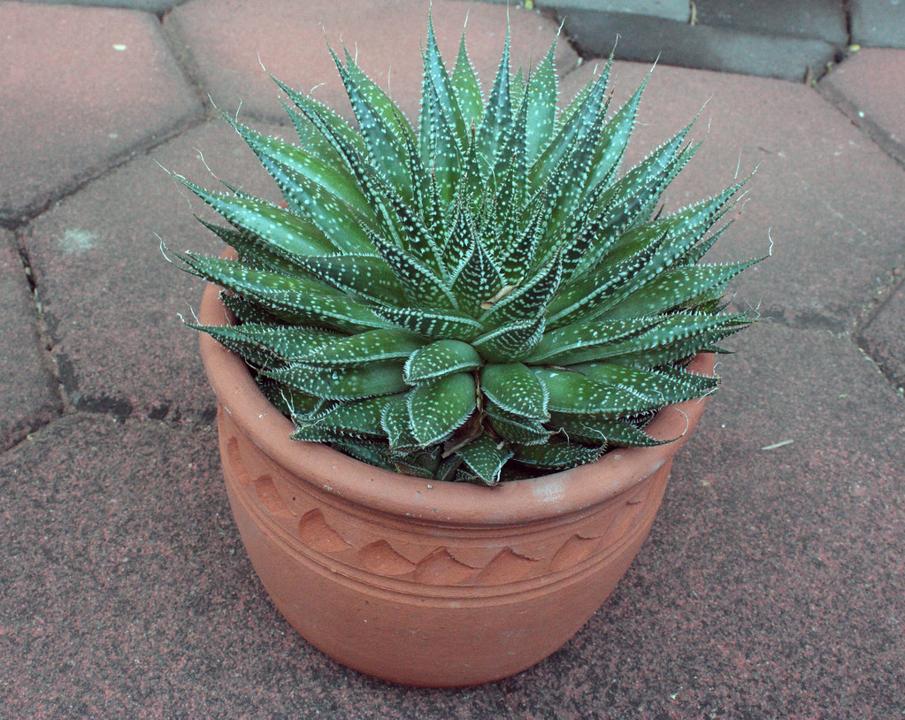 Aloe plant in terracotta container